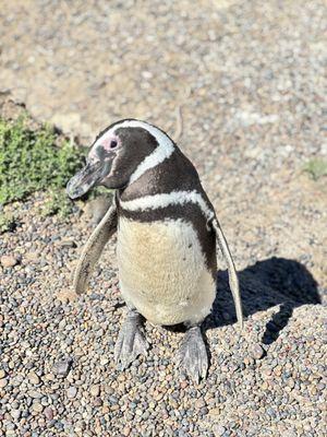 Penguins, in Argentina