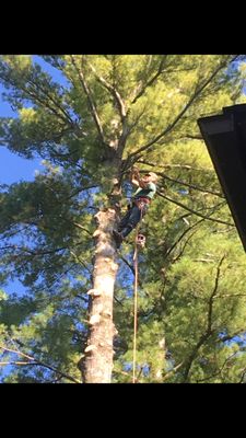 Brinckerhoff Tree Service