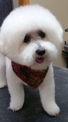 Bichon groom