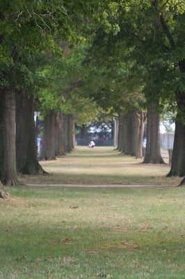 Columns of trees.