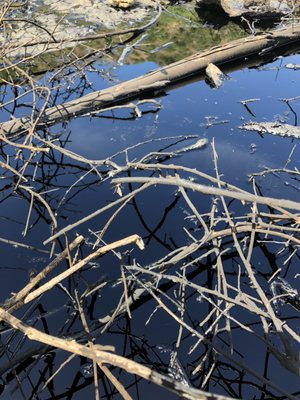 Tar Pits down in Chivos Canyon.