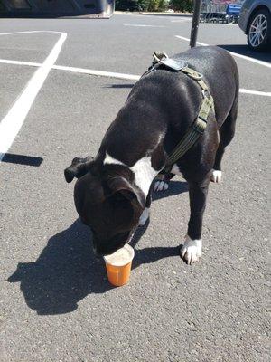 Diesel enjoying his pupachino!