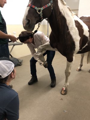 Colorado Equine Clinic