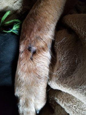 Pitou left front leg after Dr Stepheson took the cancer cell out.