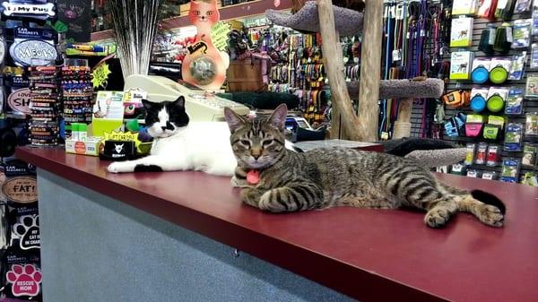 store cats, morty and charlie, are ready to be of service.