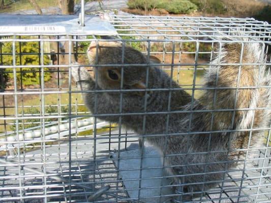 Our guys set up safe, humane traps to get these little critters out of your home!