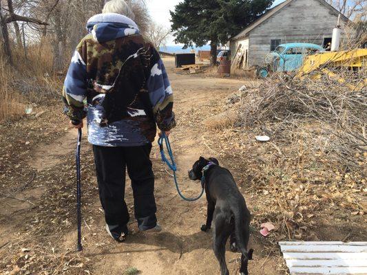 A dog that pulls can be truly dangerous, Paco is learning how to walk next to his owner without hurting her.