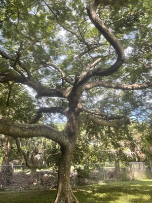 Tree in Windwood common area