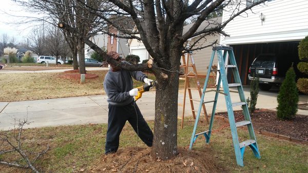 Tree Trimming During Photos