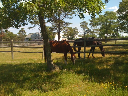 Red Pony Farm