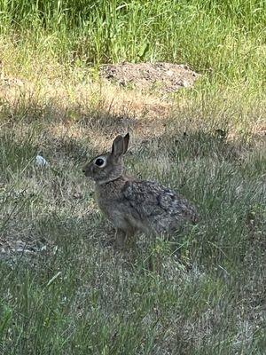 A rabbit taking a brief pause....