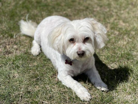 Bunny sun bathing after grooming.