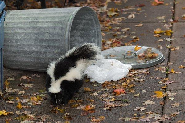 Skunk removal