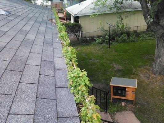 An unwanted rooftop garden