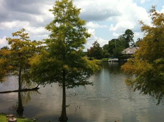 The view of the bayou from the pool