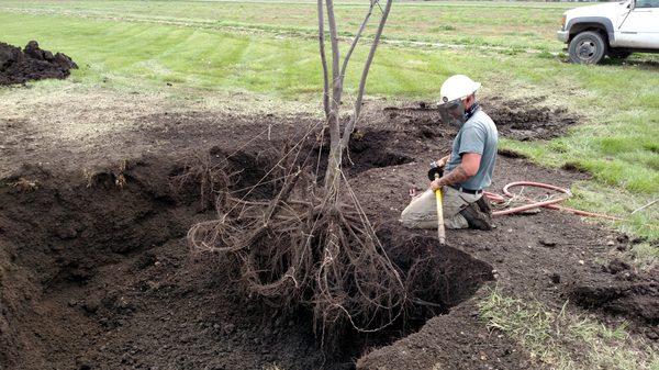 Tree transplanting with an airspade