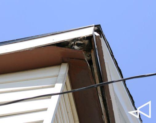 Attic Rodent Proofing