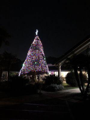 Christmas Tree outside