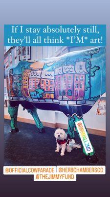 Dr. Smallz, a small, white, Maltese, puppy dog poses  with a colorful, cow statue. There are 75 cow statues in the 2023 Boston Cow Parade!