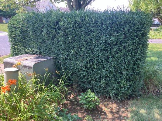 Trimmed shrub