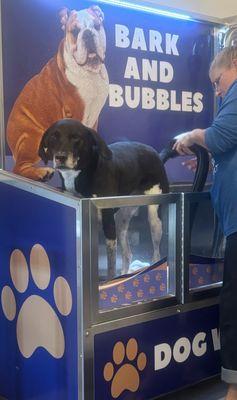 Happy Duke taking a long relaxing bath with Colleen.