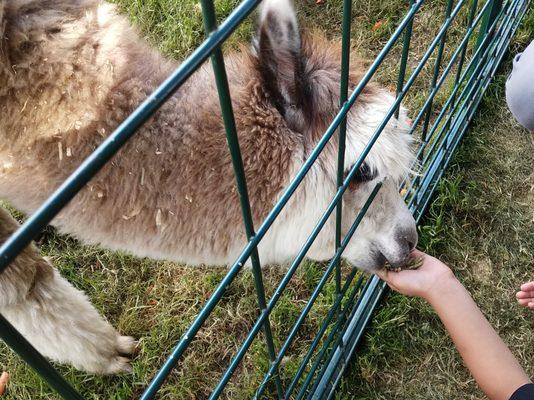 Petting and feeding area - alpaca