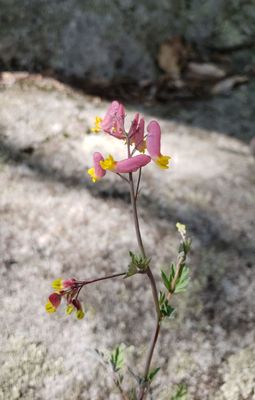 Someone please tell me what this is, unique flower growing in the middle of the woods