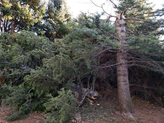 40 foot broken fir in backyard