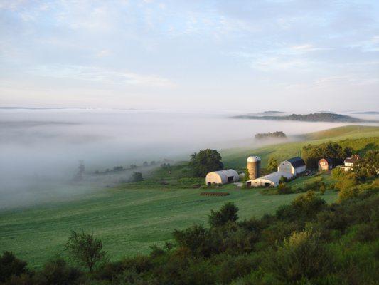 Morning fog at the farm