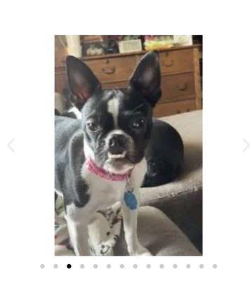 Southern Cross Boston Terrier Rescue