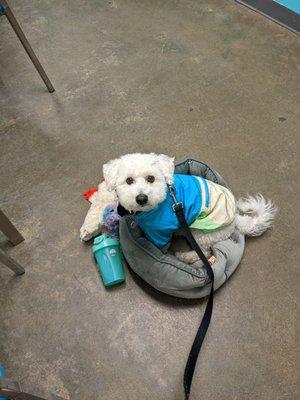 Bullcitybichon working hard!