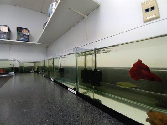 we have a whole room dedicated to the beautiful betta fish! We have some amazing males and females.