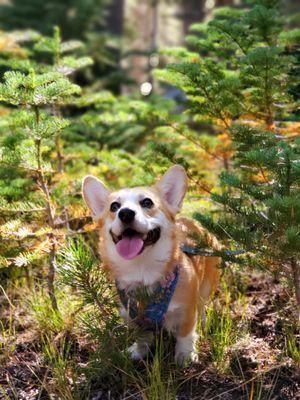 Dog, corgi, grooming