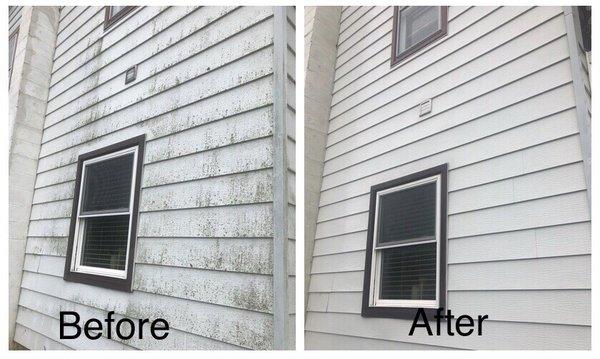 Removal of lichen from siding