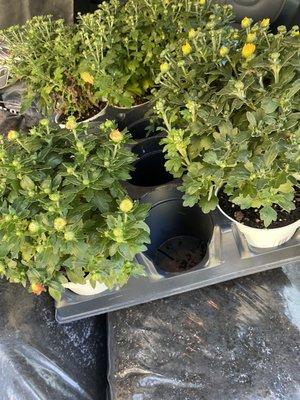 Six varieties of mums for 30$ and four large bags of mushroom compost