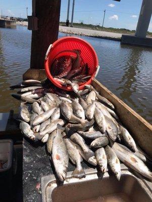 Slammed the trout with some first time customers 💥💥💥💥💥  4 Horsemen Tackle Reel Cajun Adventures LLC