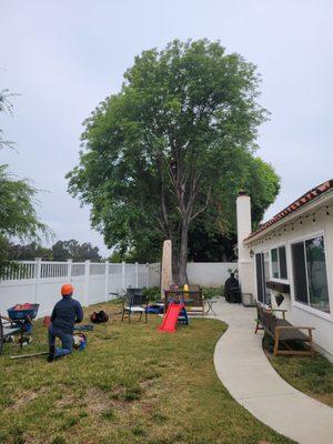 Before tree removal