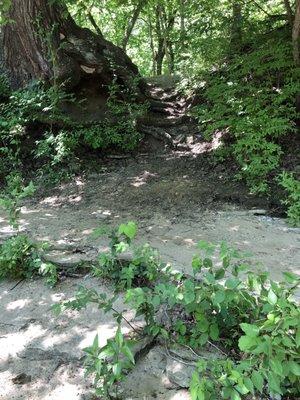 Lots of trails going off into the woods. We stayed on the paved path except to get to the water.