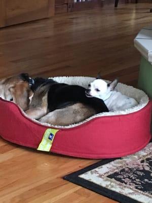 Roxie has found a new home and a new friend!  Annie is allowing her to share her bed!