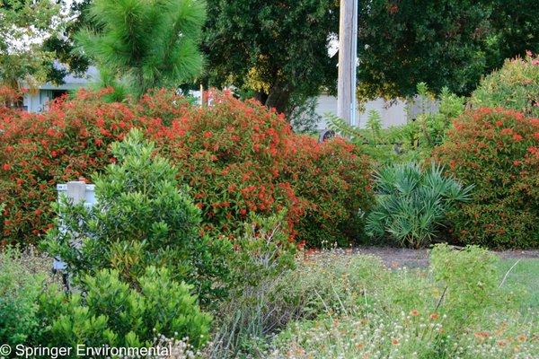 Florida native Pollinator garden.