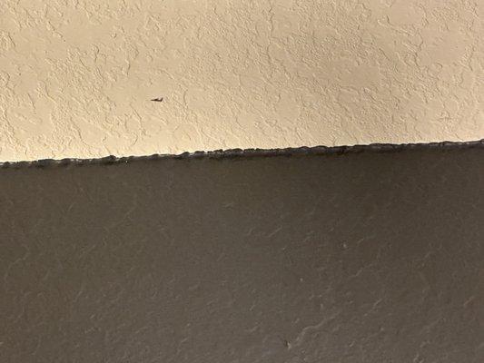 Paint seeping into white wall, each wall is like this. No straight lines, other rooms you can see through the new paint.