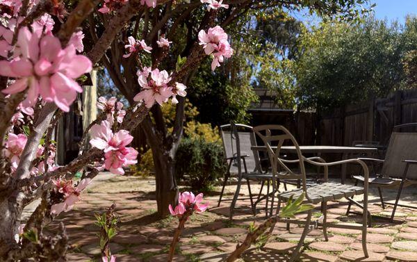 Almond tree blooming in the spring. The beauty of our campus throughout the seasons is an added joy of practicing here.