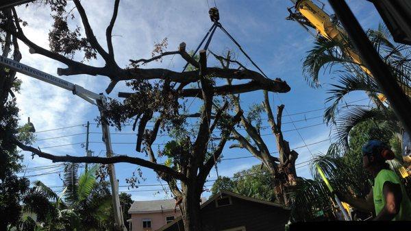 We used a 110 ton crane to remove the tree.