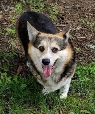 Margo the most cordial corgi ever