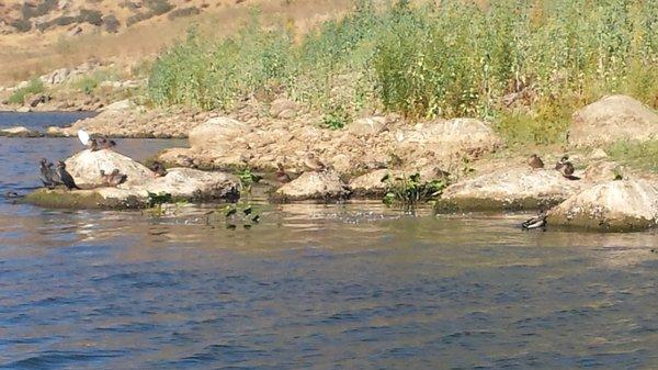 Ducks diving for baitfish. Egret in background. Ain't nature grand?