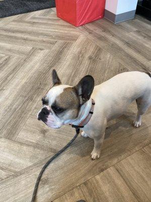 Frank at the vet