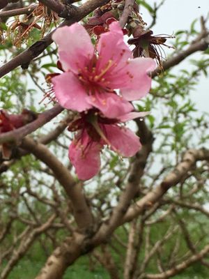 Peach Blossoms 2019