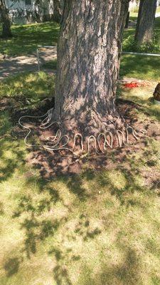 Saving another tree from Dutch Elm Disease