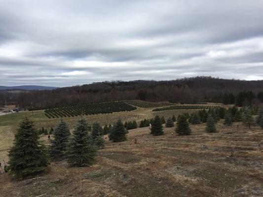 Wintergreen Farm