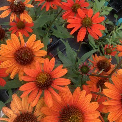 Wide variety of coneflowers, including many hard to find shapes and colors